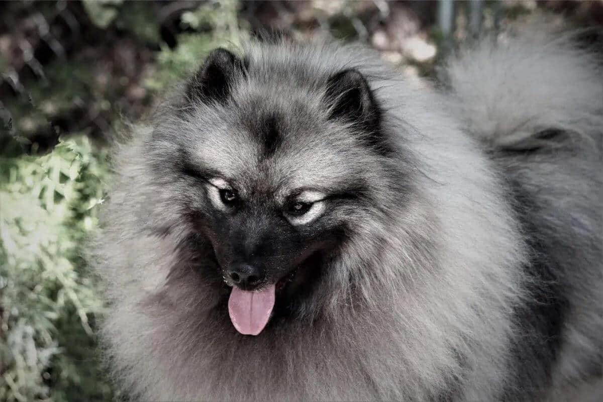 Keeshond