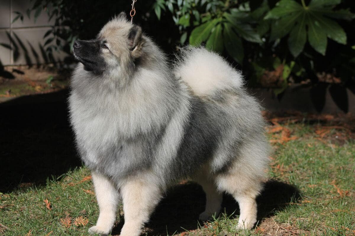 Keeshond