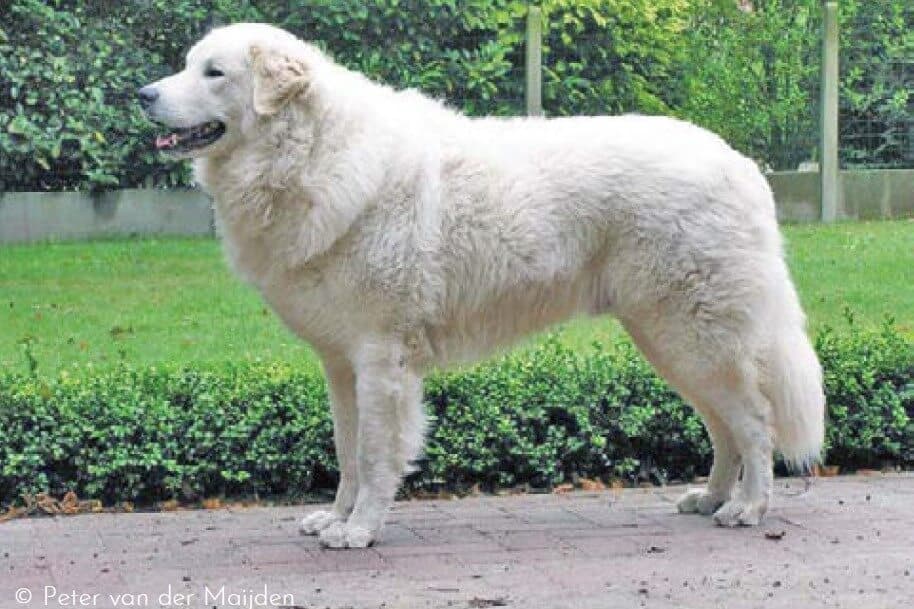 A properly groomed Kuvasz. The breed should be shown as naturally as possible.