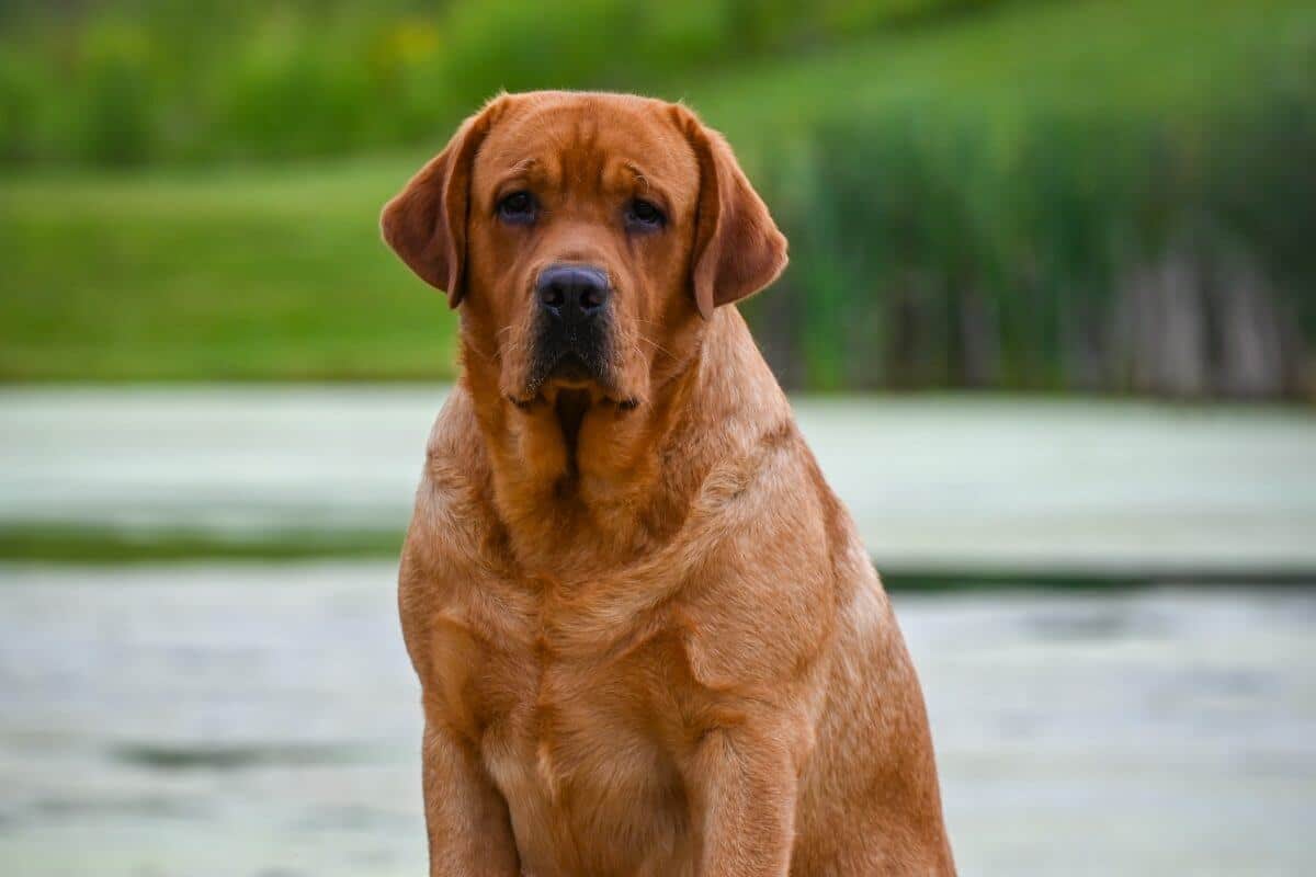 Labrador Retriever