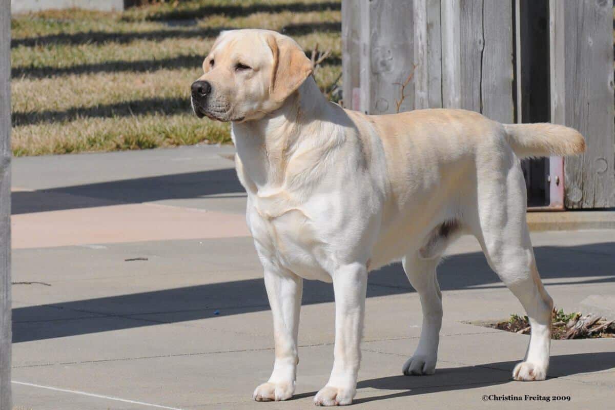 Labrador Retriever