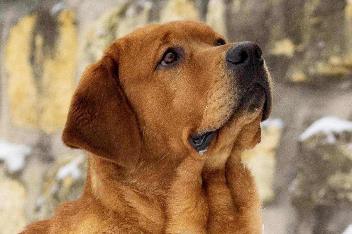 Labrador Retriever