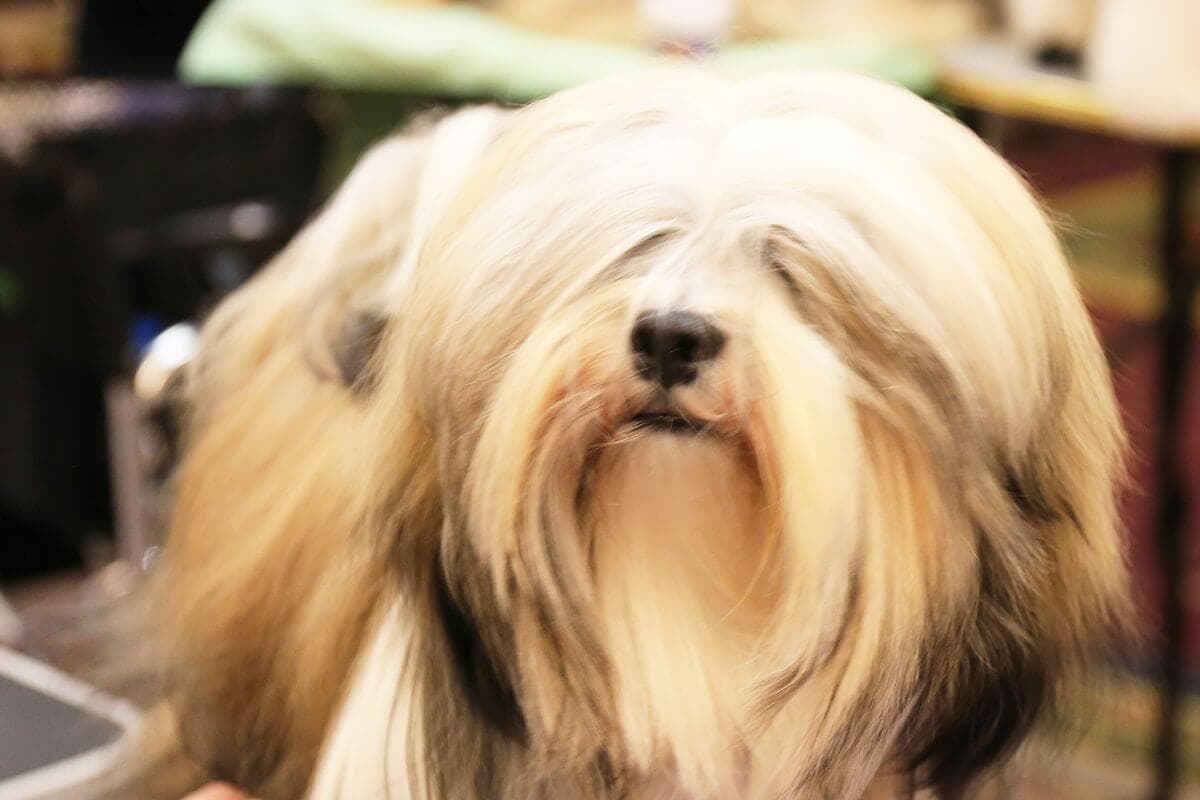 Lhasa Apso