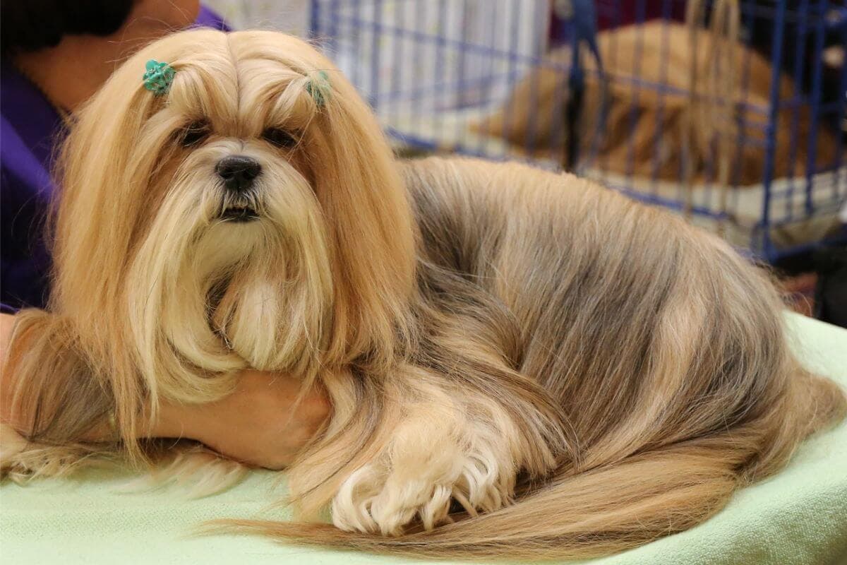 Lhasa Apso