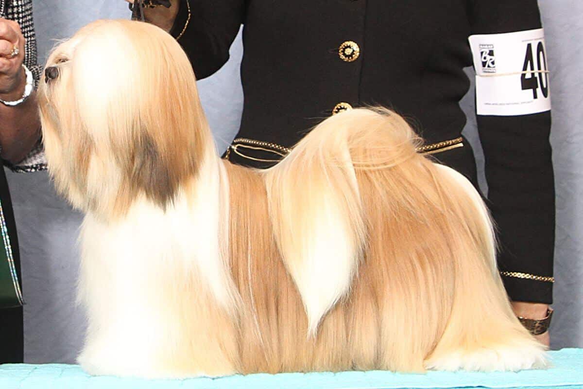 Lhasa Apso
