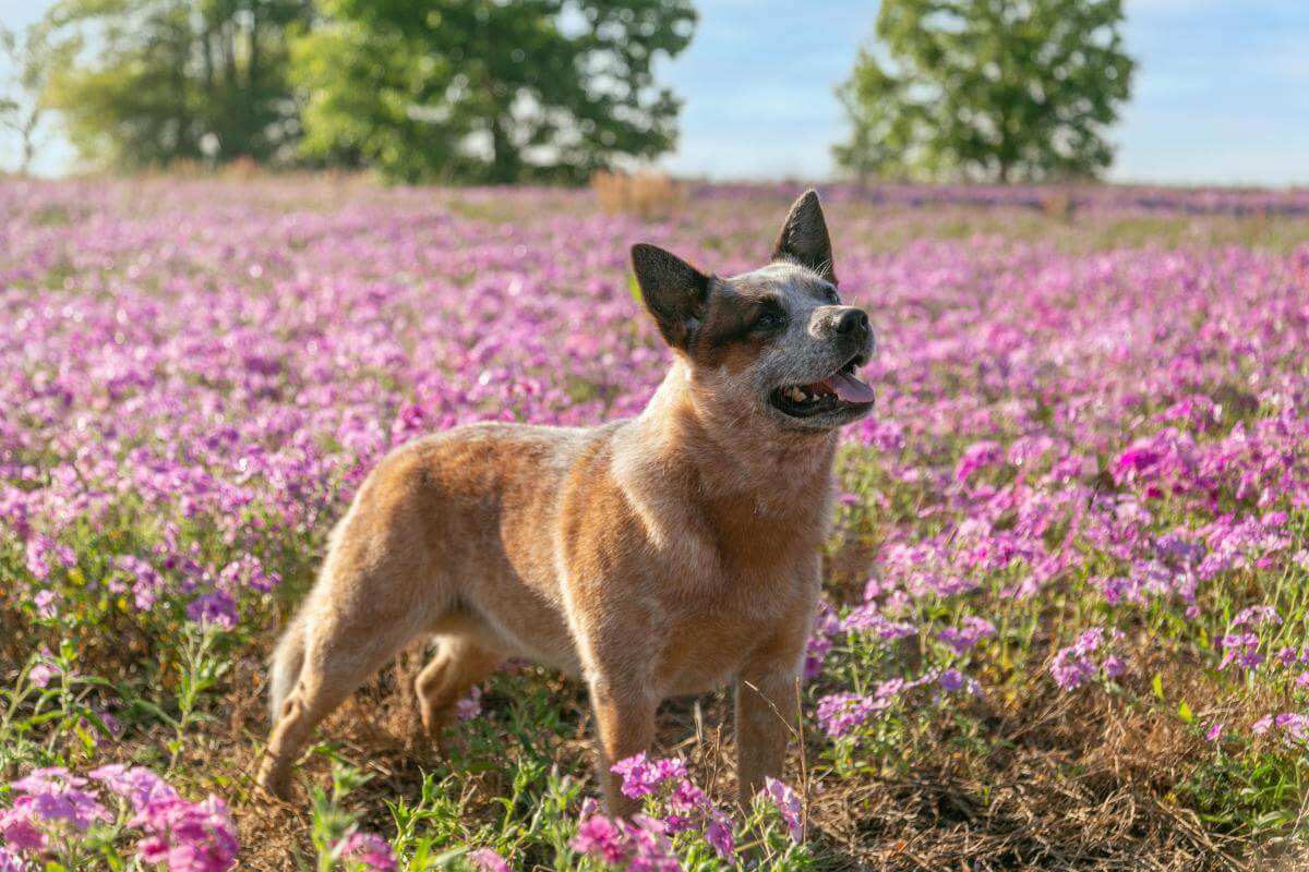 Australian Cattle Dog