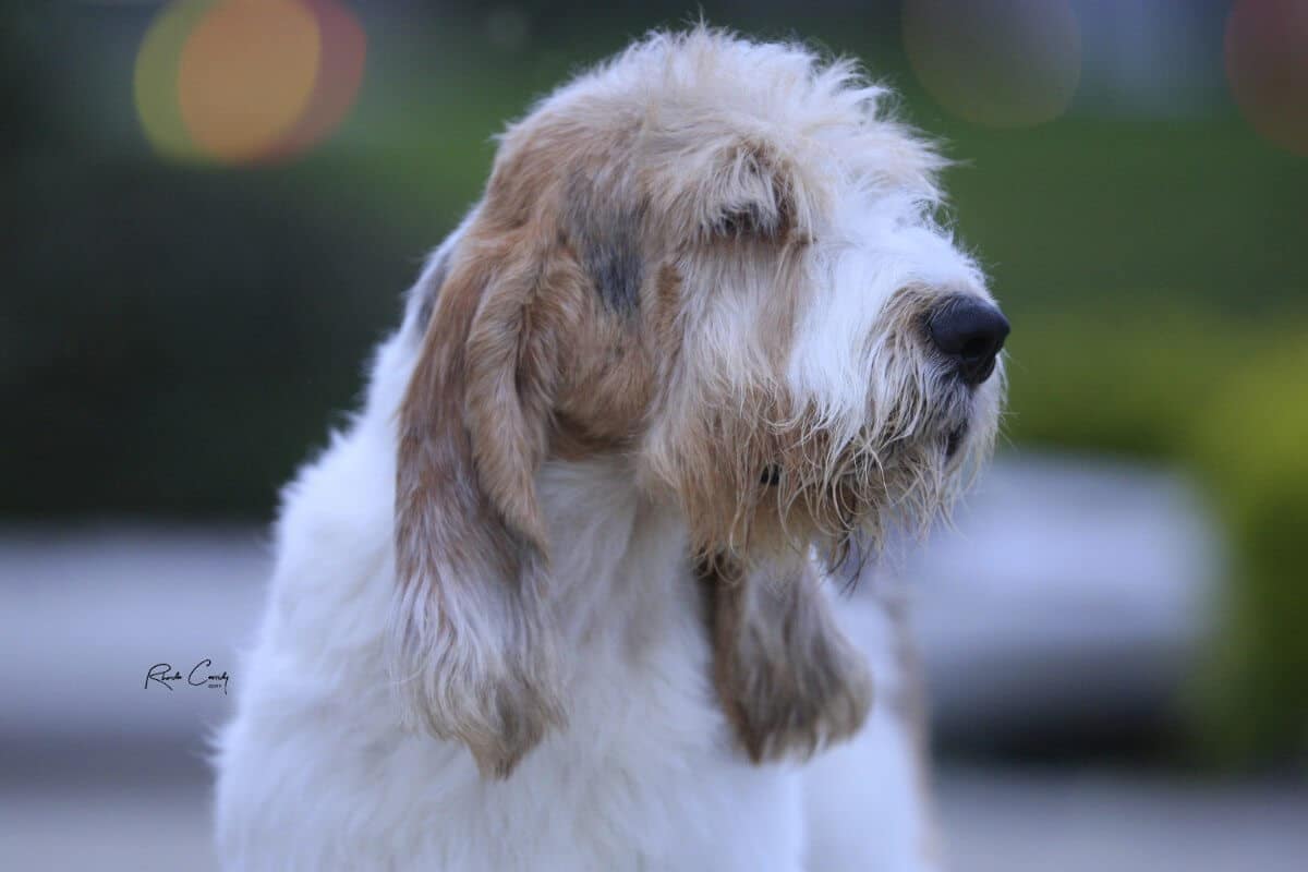 Grand Basset Griffon Vendéen
