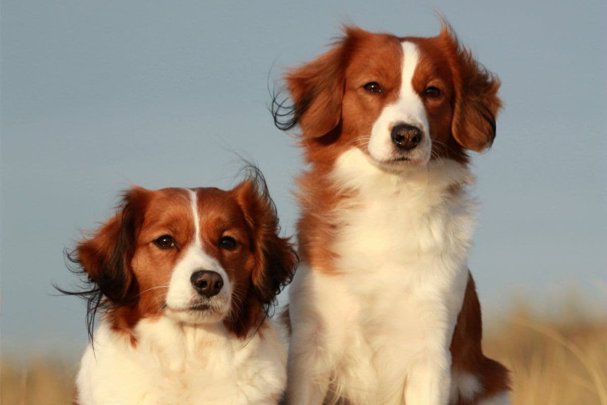Nederlandse Kooikerhondje