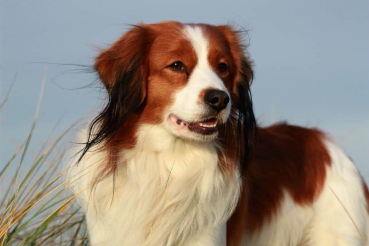 Nederlandse Kooikerhondje