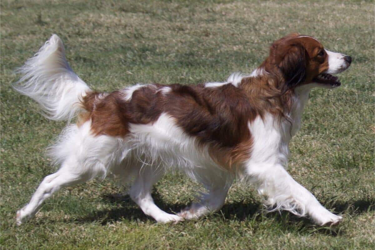 Nederlandse Kooikerhondje