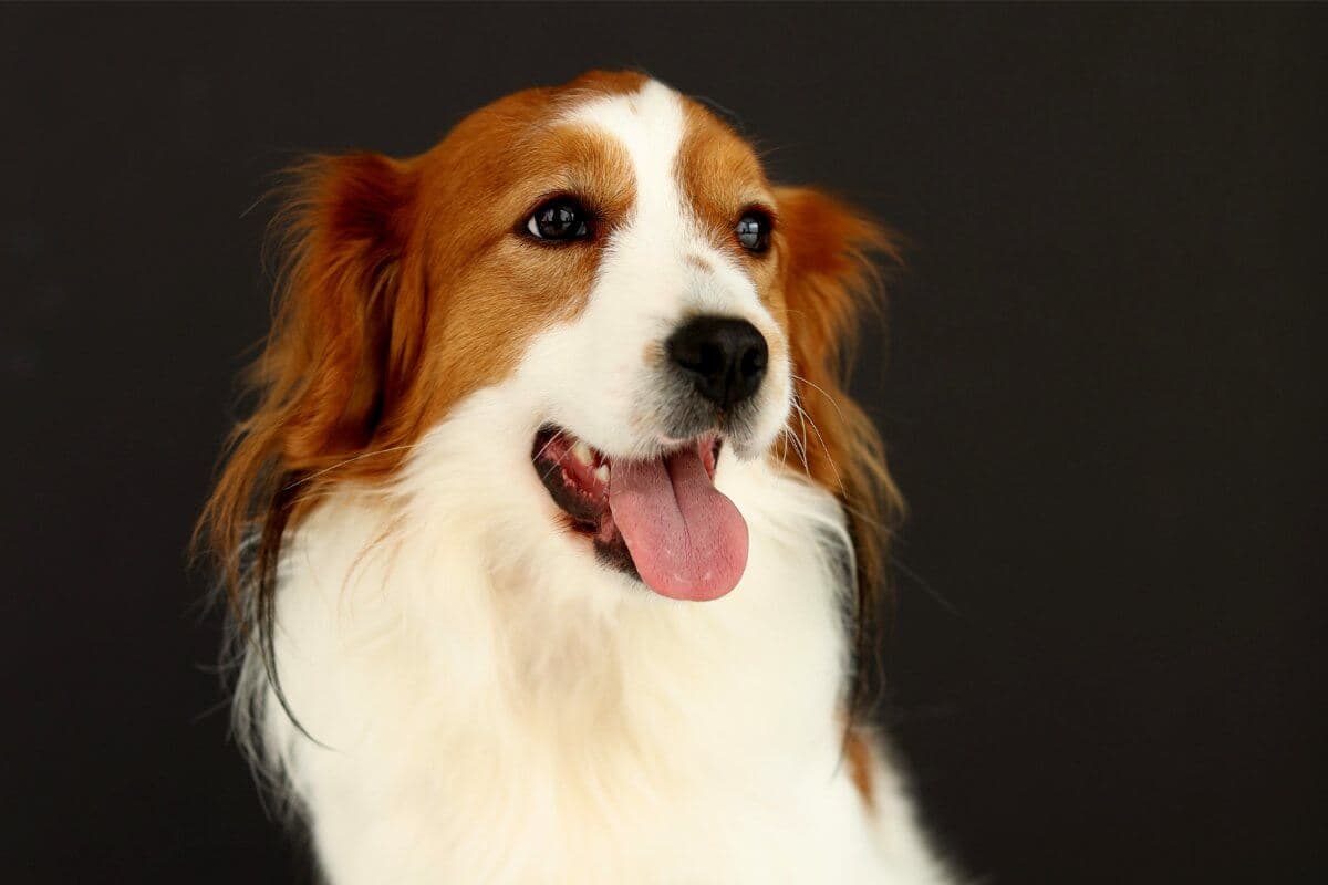 Nederlandse Kooikerhondje