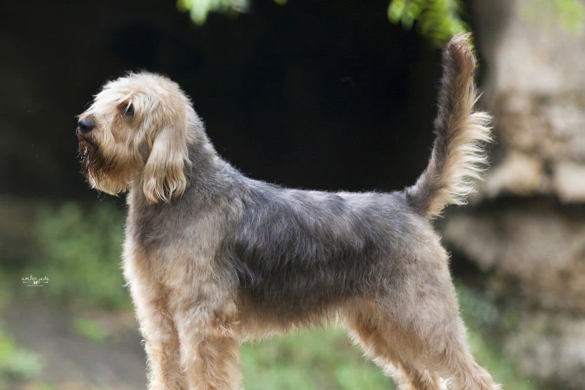 Otterhound