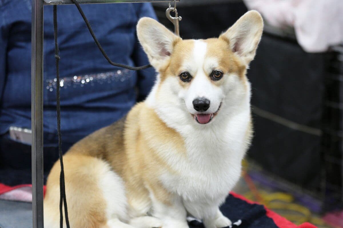 Pembroke Welsh Corgi