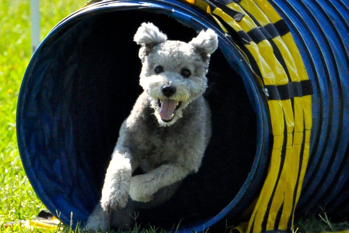 Pumi