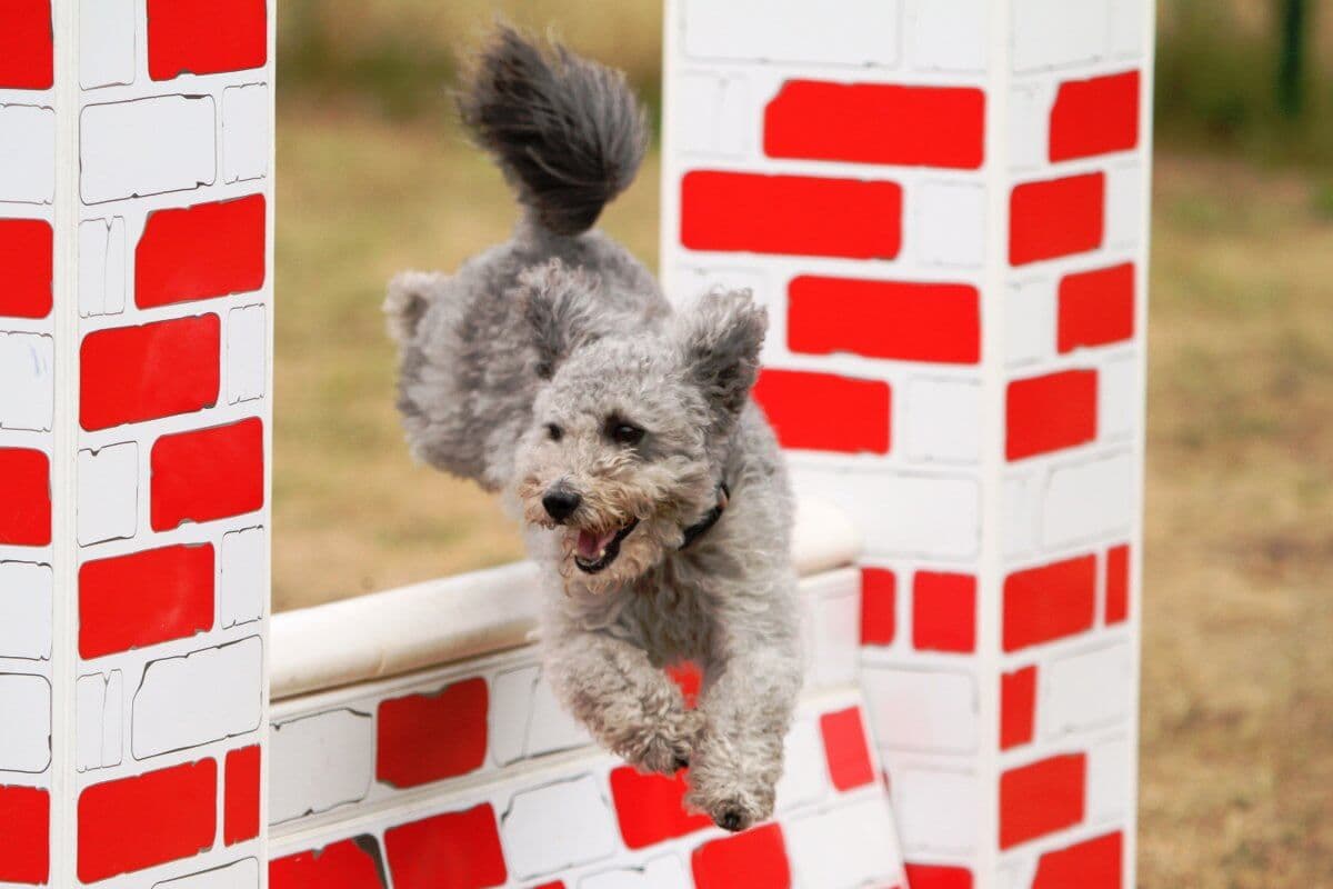 Pumi