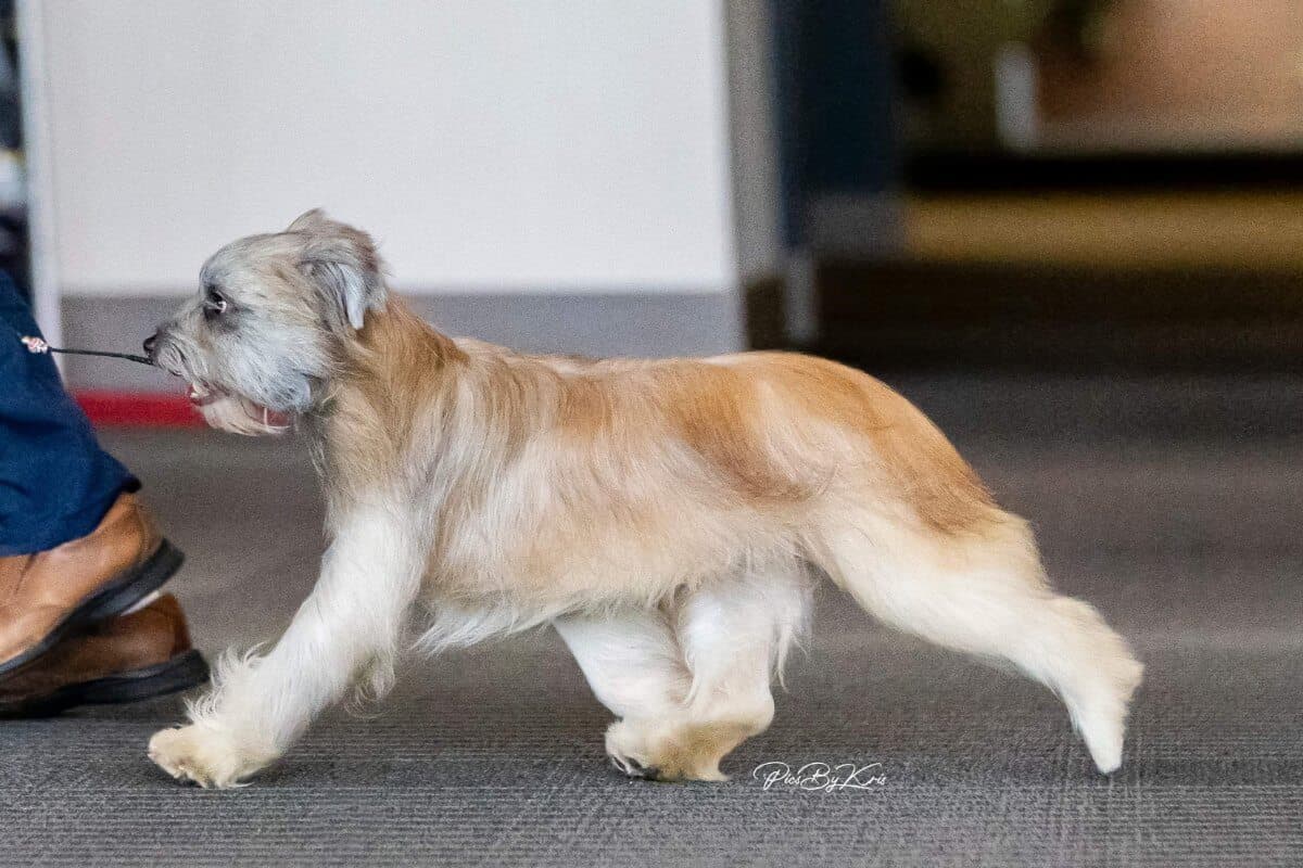 Pyrenean Shepherd