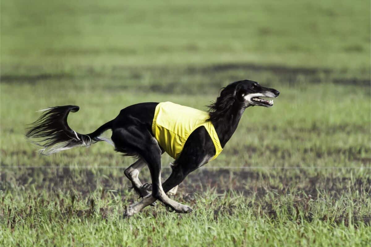 Saluki