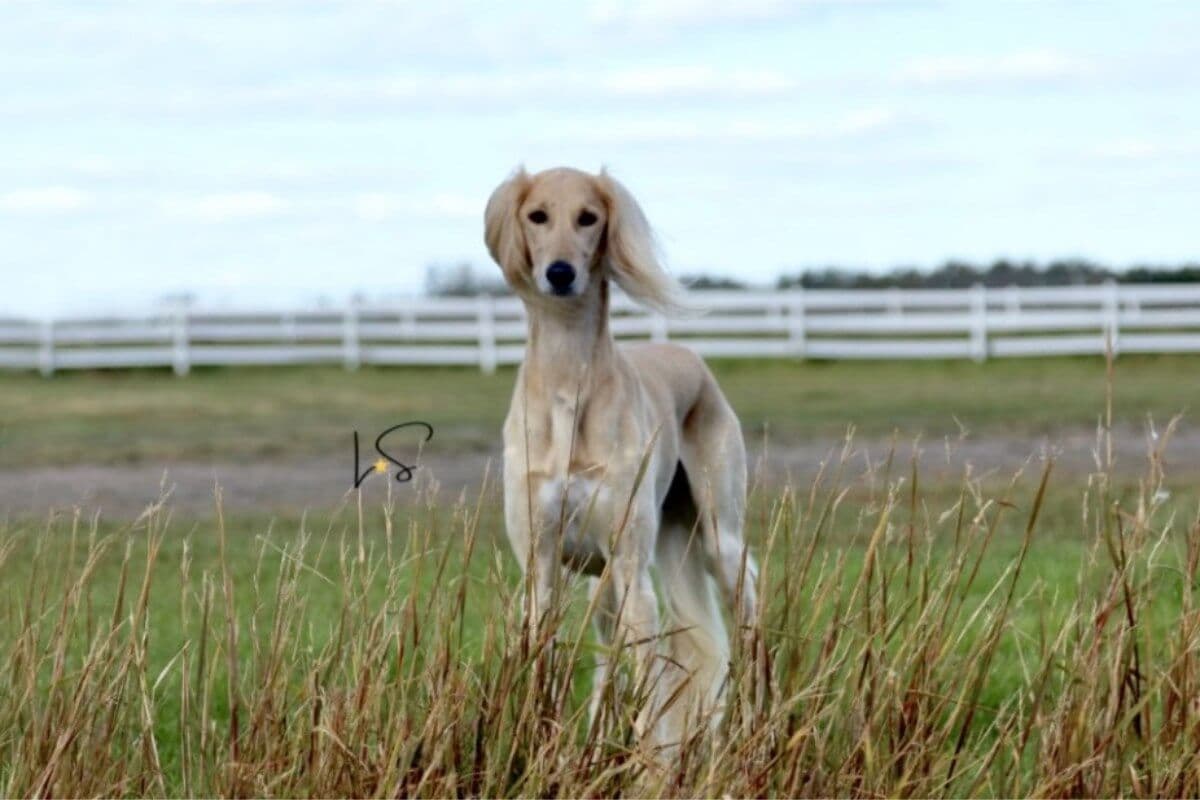 Saluki