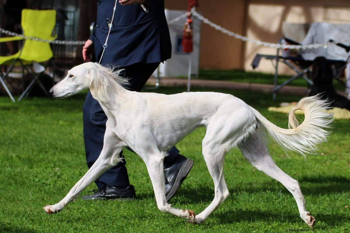 Saluki