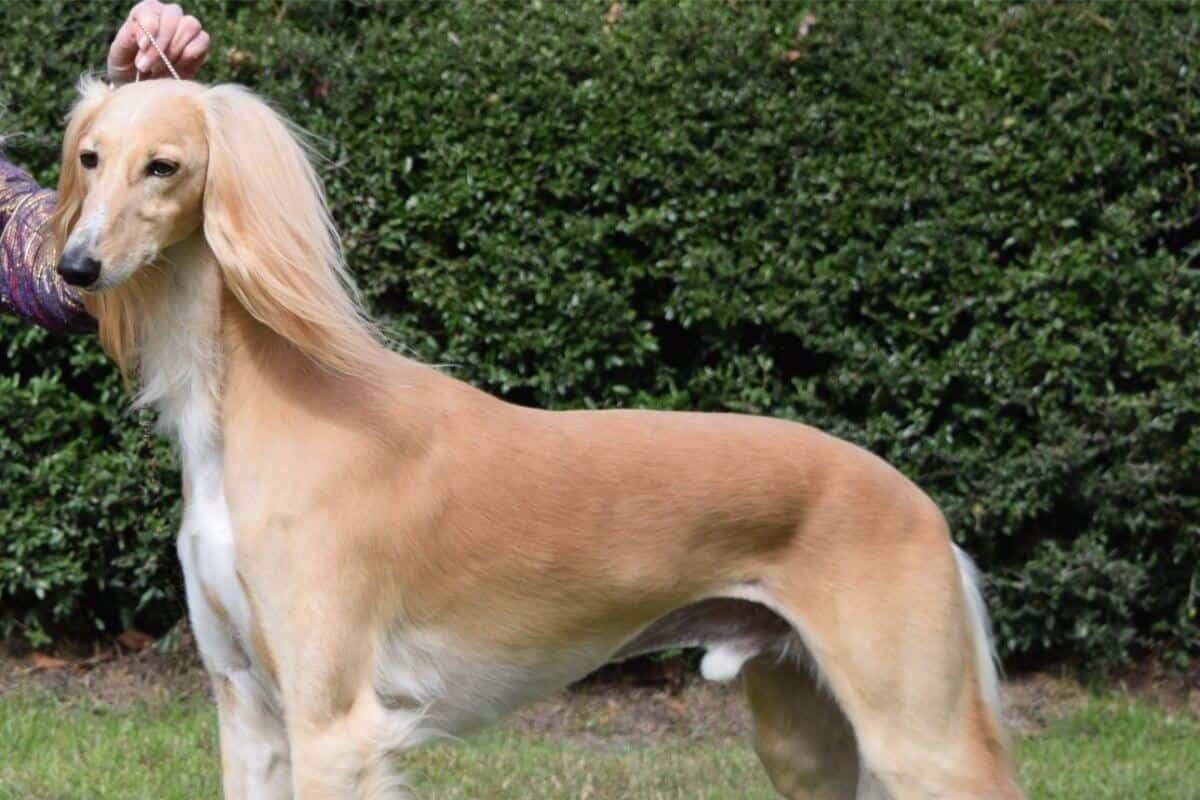 Saluki