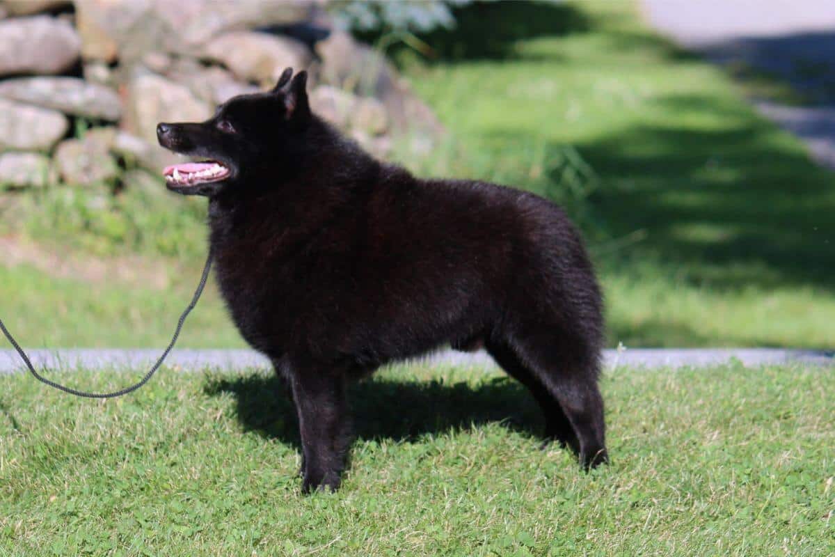 Schipperke