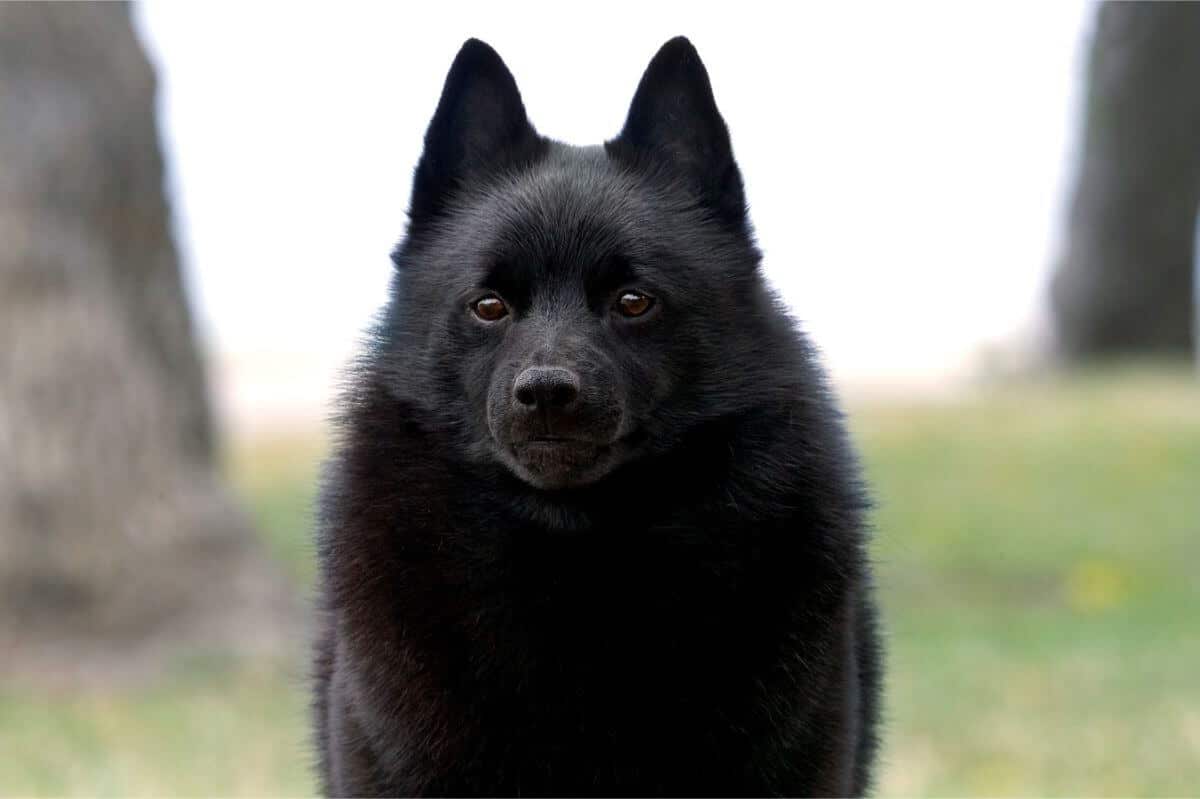 Schipperke