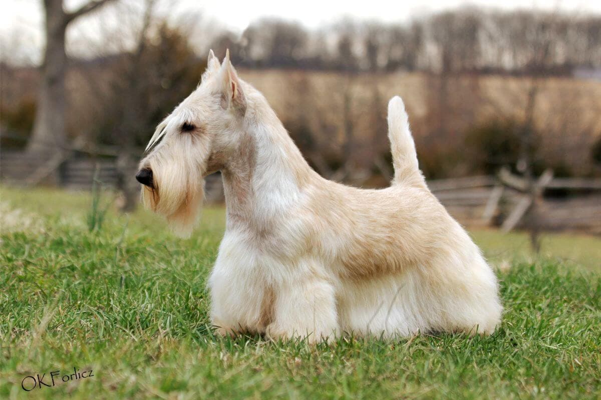 Scottish Terrier