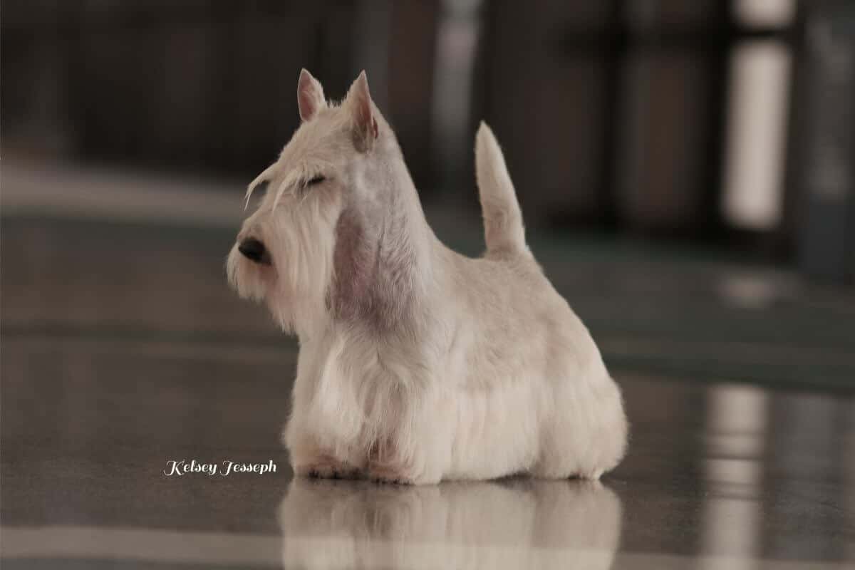 Scottish Terrier
