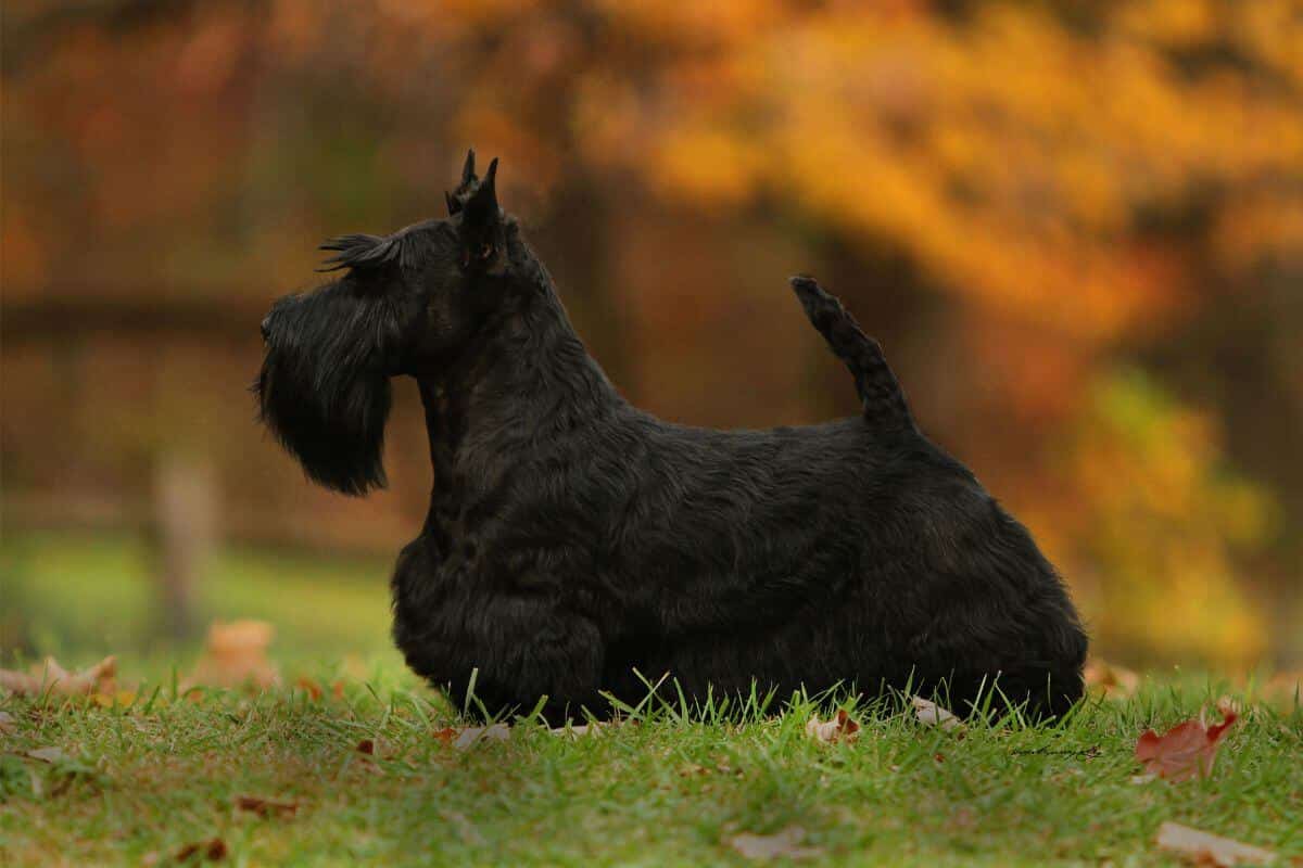 Scottish Terrier