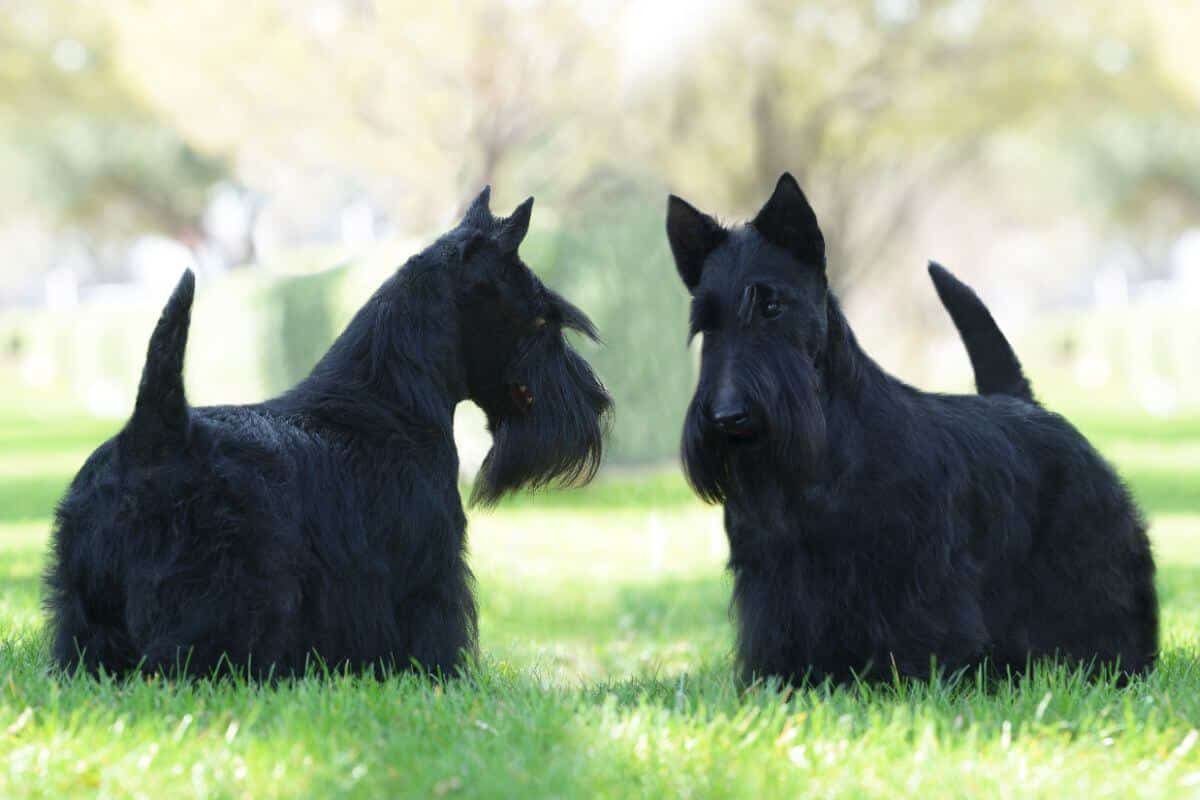 Scottish Terrier
