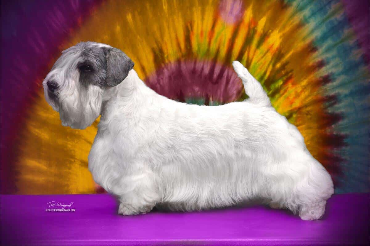 Sealyham Terrier