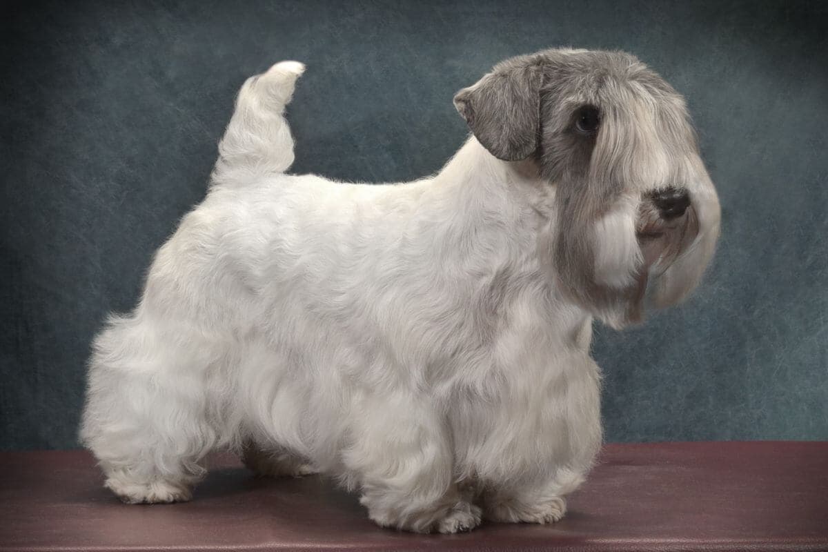Sealyham Terrier