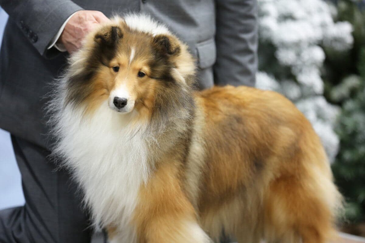 Shetland Sheepdog
