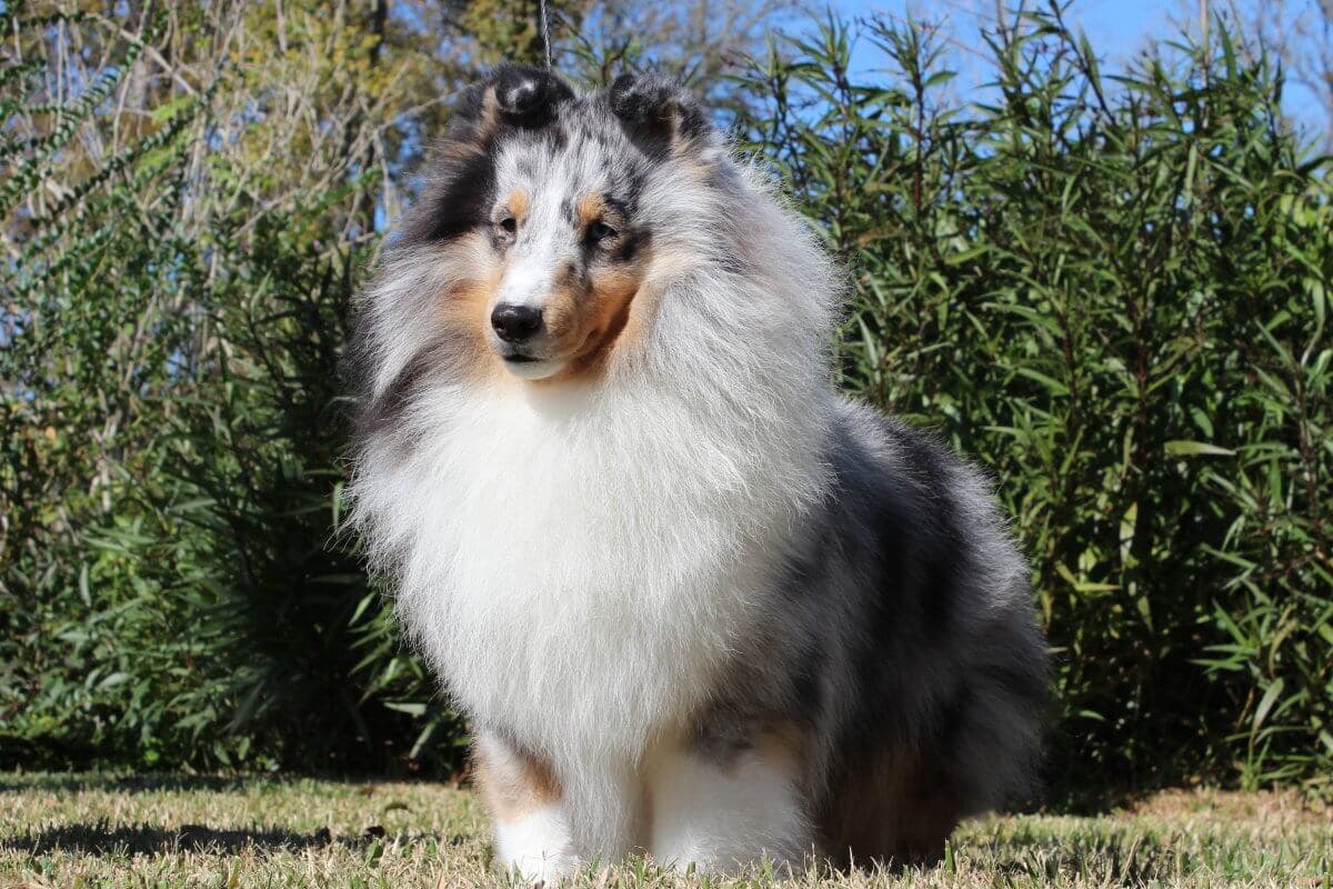 Shetland Sheepdog