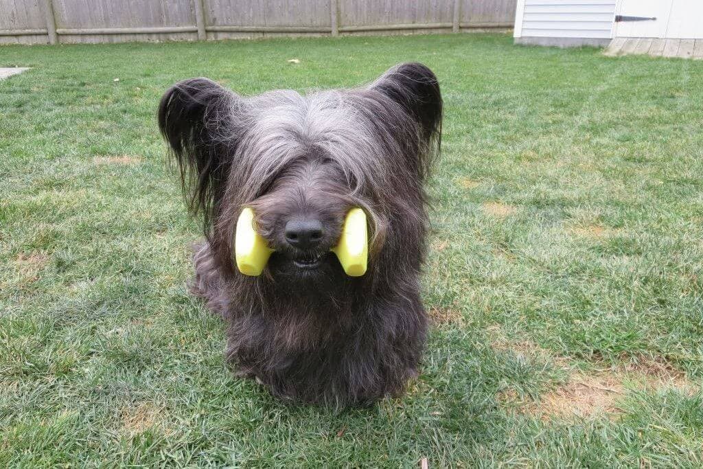 Skye Terrier