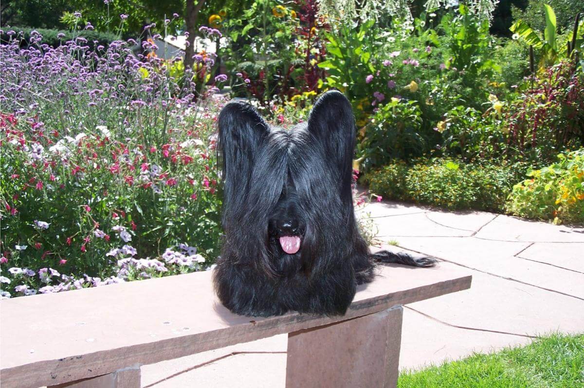 Skye Terrier