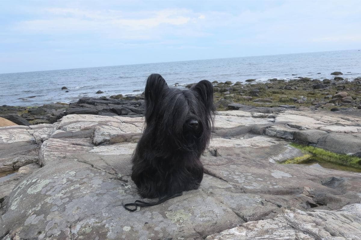 Skye Terrier