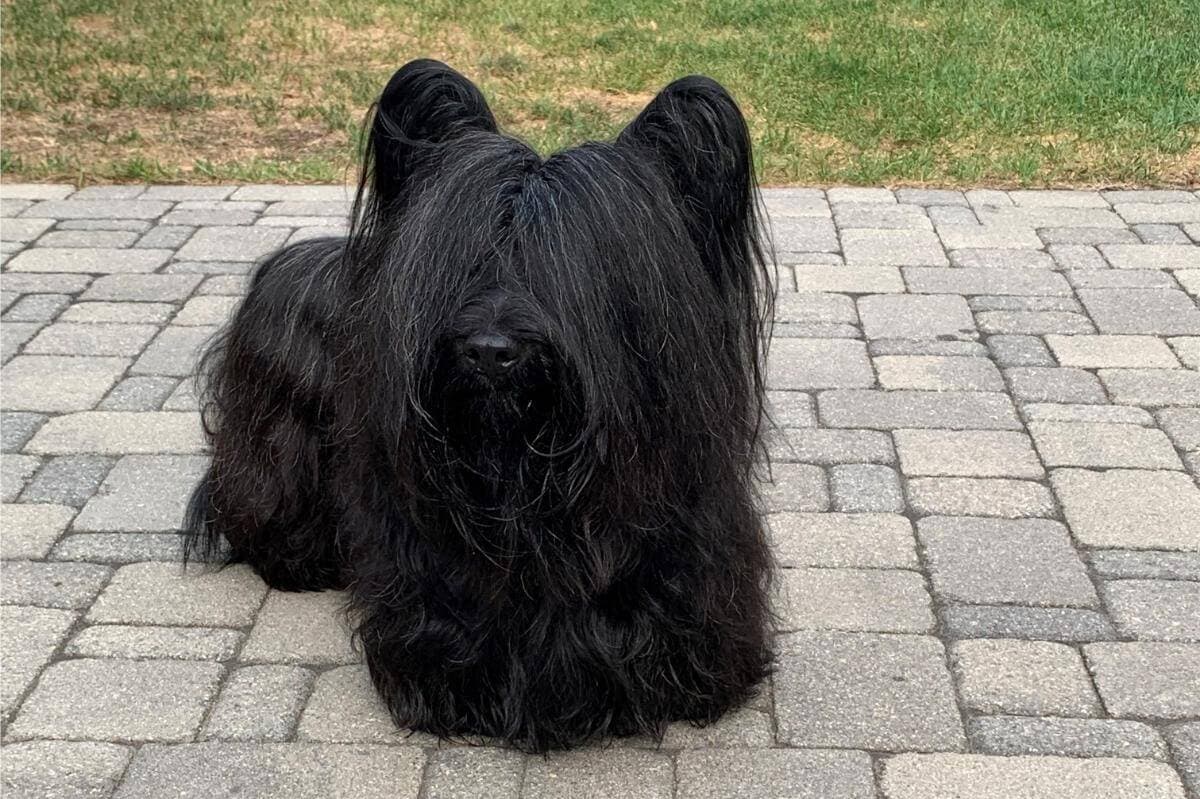Skye Terrier