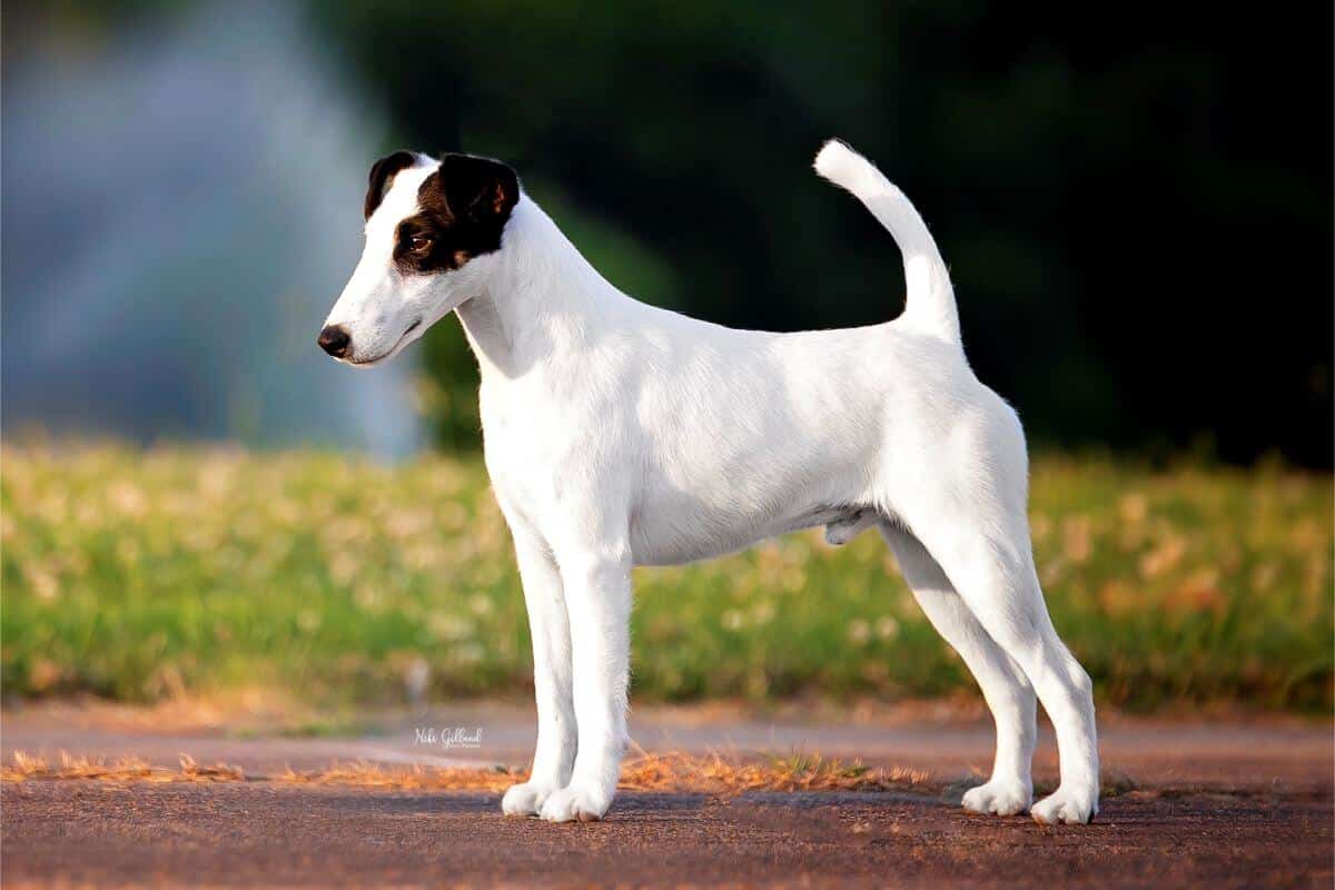 Smooth Fox Terrier