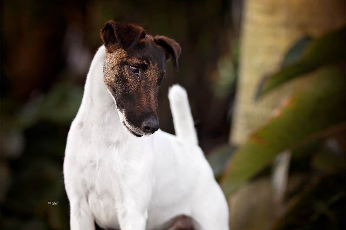 Smooth Fox Terrier