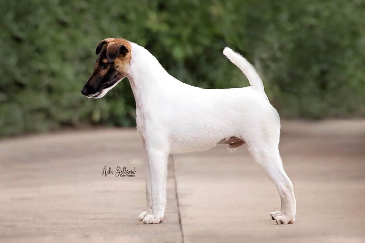 Smooth Fox Terrier