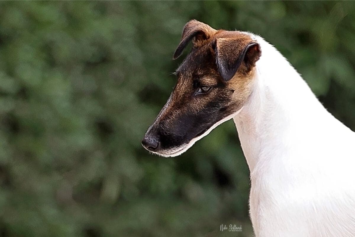 Smooth Fox Terrier