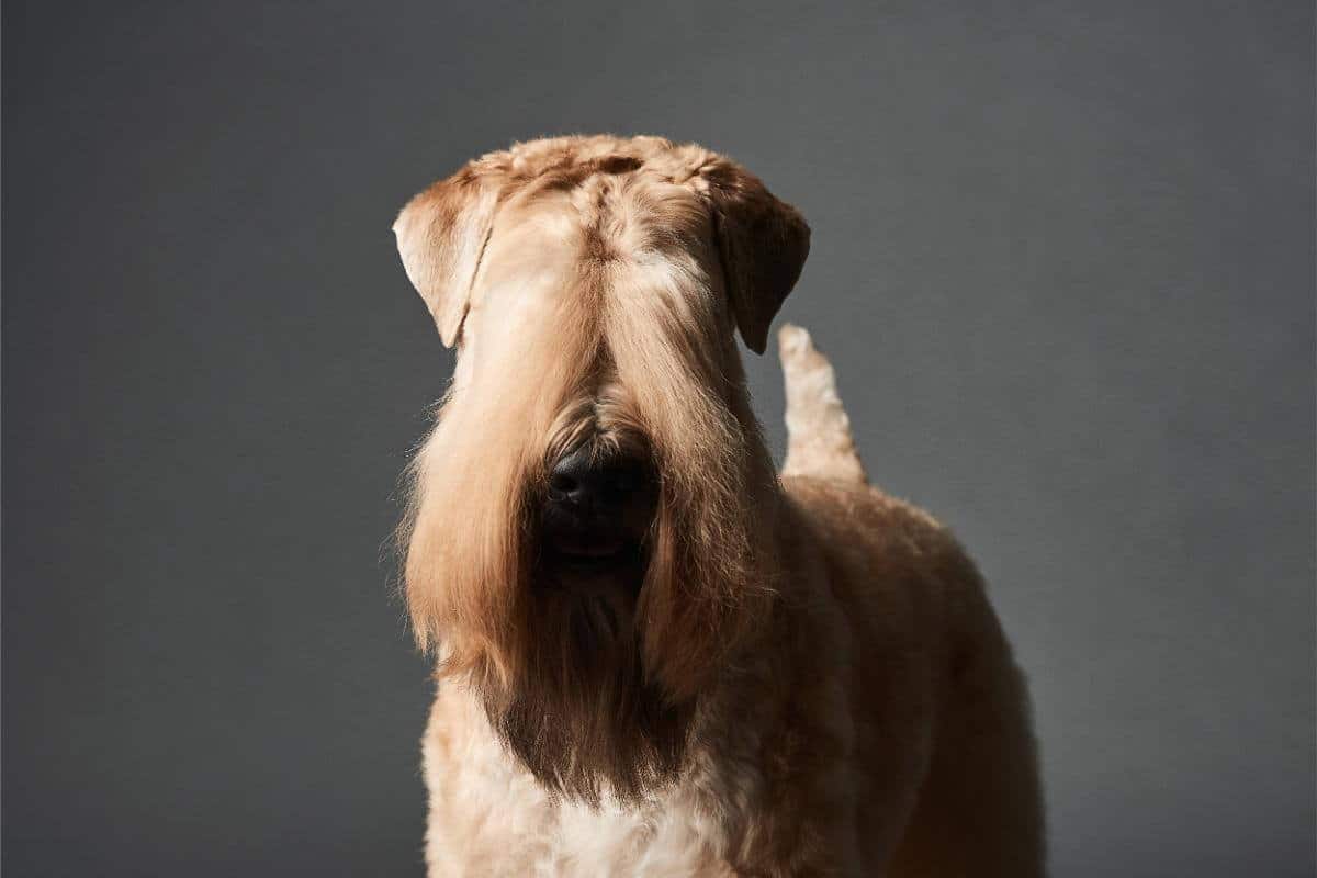 Soft Coated Wheaten Terrier