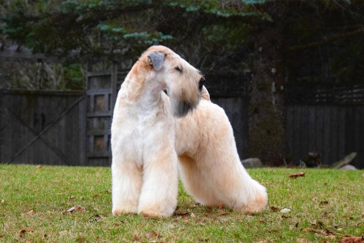 Soft Coated Wheaten Terrier