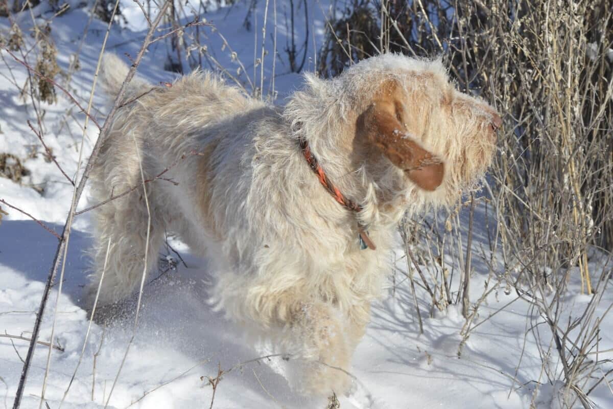 Spinone Italiano