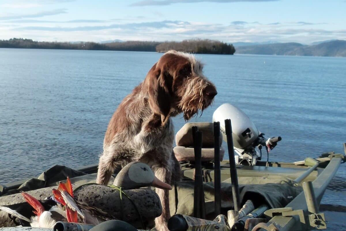 Spinone Italiano