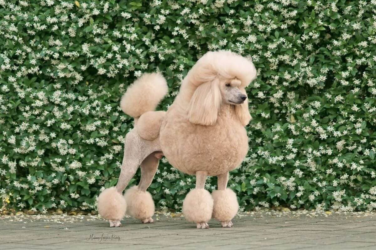 Poodle (Standard)