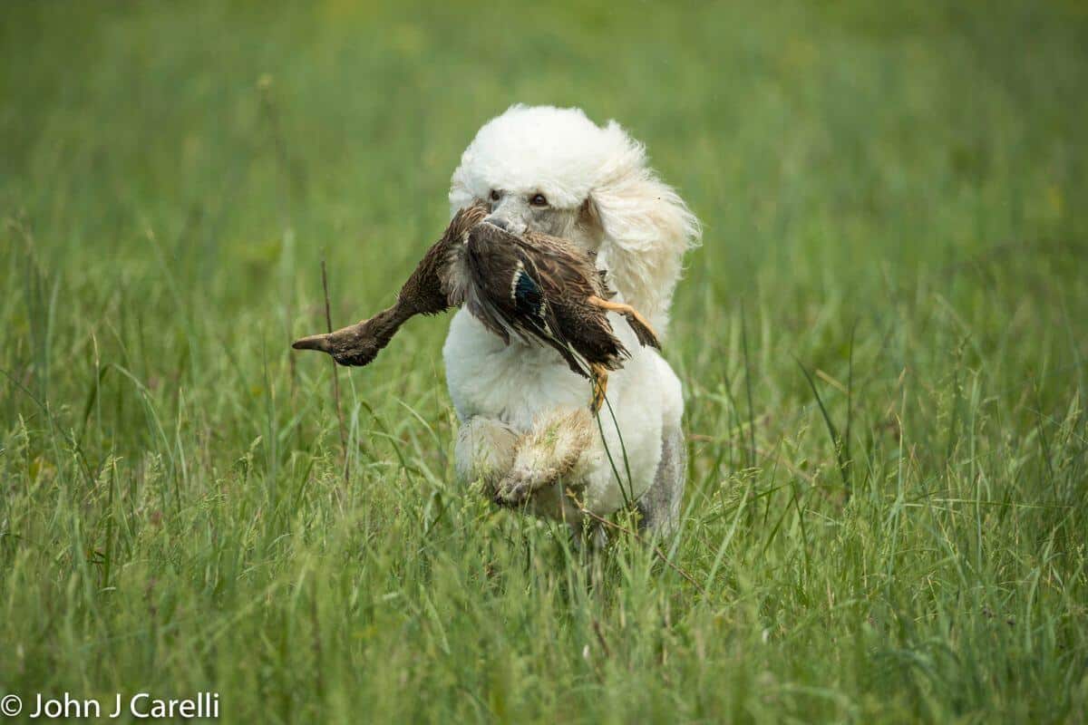 Poodle (Standard)