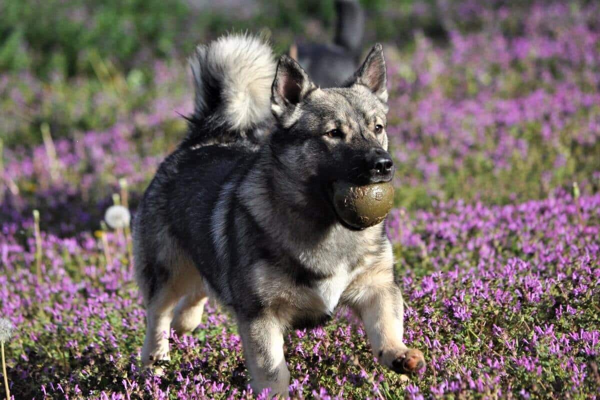 Swedish Vallhund