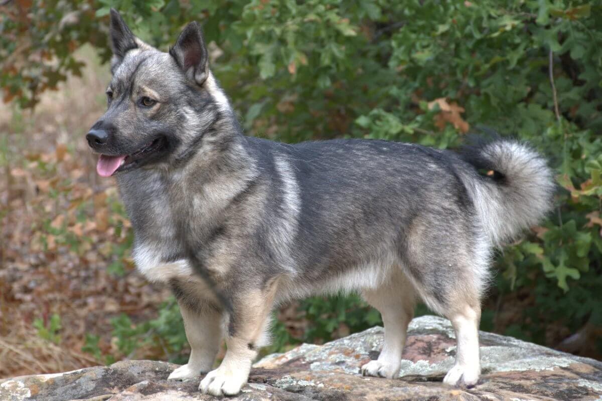 Swedish Vallhund